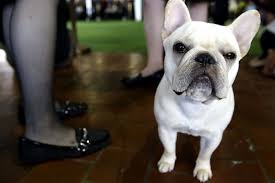 Barking at night, and early waking are both common problem behaviors in all puppies and young dogs. Barking Tails Is Under Construction Westminster Dog Show French Bulldog Names French Bulldog