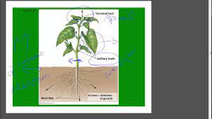 Plant Development II: Primary and Secondary Growth | Organismal Biology