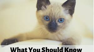 Kittens for sale in corpus christi, tx. Siamese Cats What You Should Know Before Getting One Pethelpful