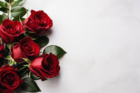 red roses images browse 24 851 stock