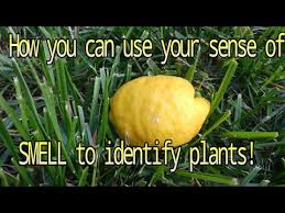 Use Smell To Identify Plants Walnut