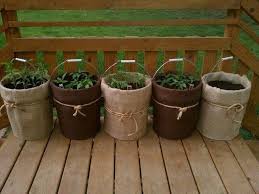 14 Bucket Gardening Ideas