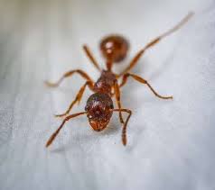 8 ways to treat pavement ants done