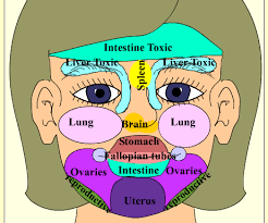 Which Organs Are Causing Your Acne My Acne Parasite