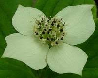 Cornus canadensis - Online Virtual Flora of Wisconsin