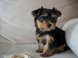 teacup yorkie what to know before