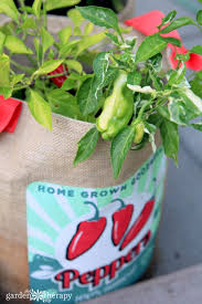 Peppers And Herbs In Burlap Grow Bags