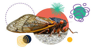 Cicadas are famous for their penchant for disappearing entirely for many years, only to reappear in force at a regular interval. Celebrate Cicadas With Buzzworthy Programs At The Library Cincinnati Hamilton County Public Library