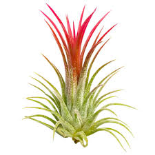 These simple tips will keep yours thriving with the right balance of light, water, temperature, and fertilizer. Types Of Common And Rare Air Plants With Care Guide Air Plants Gift Decor Ideas Succulents Box