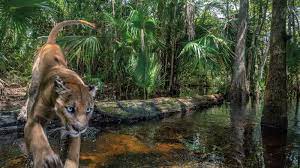 Die Rückkehr des Florida-Pumas ...
