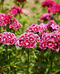 5 Best Flowering Perennials For A