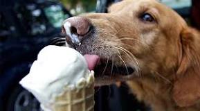 what-happens-if-a-dog-eats-an-ice-cream-cone