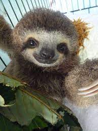 Cute Sloth Wallpapers - Top Free Cute ...