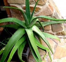 L'aloevera est une plante utilisée depuis des millénaires pour ses vertus médicinales multiples.en plus d'être un soin complet cette plante et dépolluante et purifiante pour l'air de votre maison. Cultiver Une Plante D Aloe Vera Chez Soi