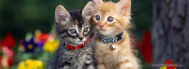 cute kitten couple facebook cover s