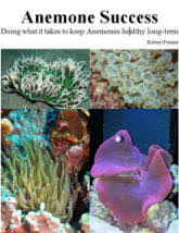 anemone behavior in marine aquariums