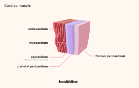 Diagram of the human muscular system (infographic). How Many Muscles Are In The Human Body Plus A Diagram