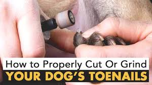how to properly cut or grind your dog s
