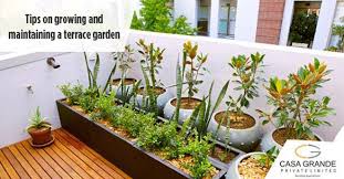 Growing Maintaining A Terrace Garden