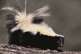 facts about skunks live science
