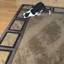 dog rubbing its stomach on rug gifrific