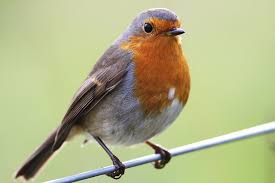 Image result for robin pictures
