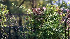 Metal Fence With Summer Flowers Stock