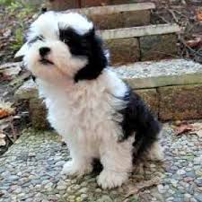 quiet small breed dogs top ten choices