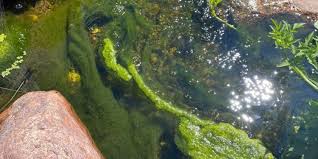 koi pond algae what is it and how to