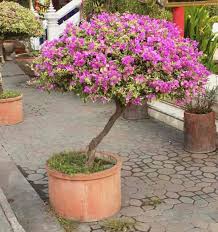 Patio Trees Best Potted Trees For