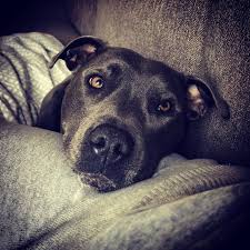 Give a puppy a forever home or rehome a rescue. Owning A Staffordshire Bull Terrier Guide Barking Mad Uk