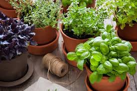 How To Successfully Grow Herbs Indoors