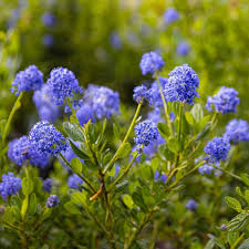 Evergreen Californian Lilac Trees