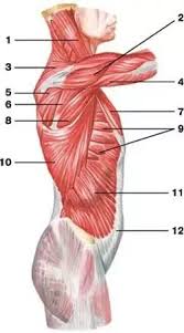 The transversus thoracic muscles originate from the posterior surface of the xiphoid process and the lower part of the body of the sternum. Why Do The Rib Cage Of Guys With Six Pack Abs Not Visible Even When They Are Having Very Low Body Fat Percentage Quora