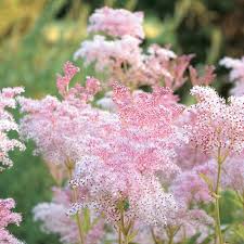 queen of the prairie sun perennial