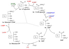 Light Reaction And Calvin Cycle