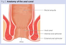 gastrointestinal tract 5 the anatomy