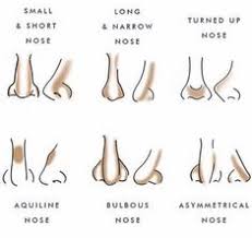 List Of Nose Shapes Chart Image Results Pikosy