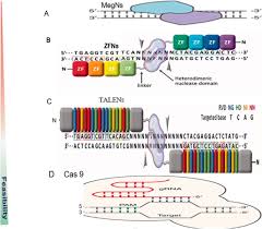 the genome editing revolution review