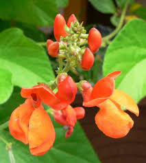 Scarlet Runner Bean Eat The Weeds And