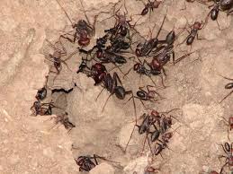 نتیجه تصویری برای مورچه
