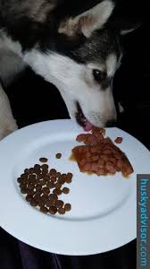 Husky Puppy Feeding Guide Husky Advisor Feeding Schedule