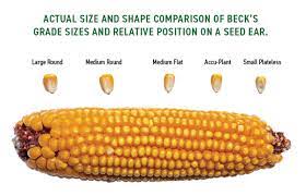 seed size and crop elishment what