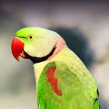 Alexandrine Parakeet Personality Food Care Pet Birds By