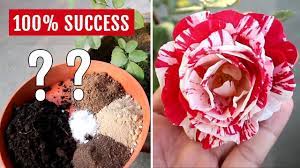 organic fertilizer for rose plant