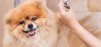 can dogs feel their nails wag