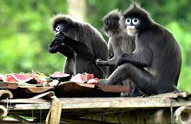 agartala spectacled leaf monkeys are