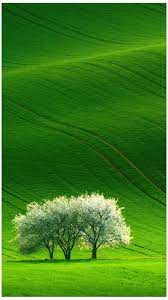 green beautiful nature scenery android