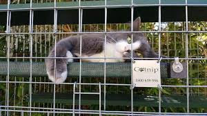 cat enclosures catnip australia