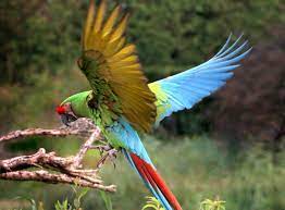 military macaw full profile history